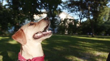 Mutlu köpek altın labrador görünümlü yanlamasına adam parkta besleniyor günbatımı genç güzel hayvan doğası sevimli köpek yavrusu arkadaşça günbatımı yakışıklı sarışın arkadaşlar