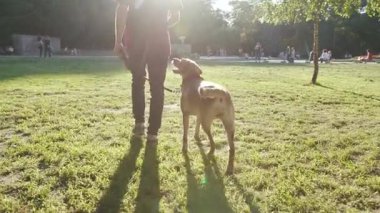 Genç adam yürüyüşü, altın labrador tasmasını parkın dışında tutuyor. Güzel hayvan doğası, sevimli evcil köpek yavrusu. Güzel, dost canlısı günbatımı.
