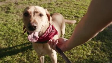Köpek altın labrador görünümlü, yanlamasına yürüyen, parktaki el adam, günbatımında genç, sevimli, sevimli, evcil köpek yavrusu, arkadaşça, günbatımı, yakışıklı, sarışın, çekici arkadaşlar.