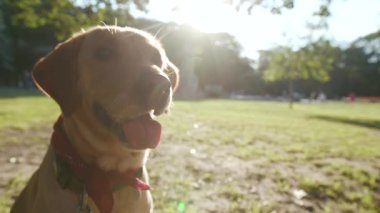 Portre mutlu köpek altın labrador. Parkta kameraya bakıyor. Gün batımı.
