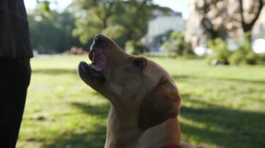 Mutlu köpek altın labrador park batımında yan bakan genç sevimli hayvan doğası sevimli köpek yavrusu sevimli arkadaşlık güneşi günbatımı çekici sarışın arkadaşlar