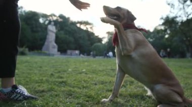 Çekici altın labrador köpeği parkta bir kadına patisini veriyor. Güzel hayvan doğası, sevimli evcil köpek yavrusu. Dostluk, dostluk, günbatımı.