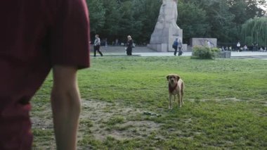 Genç adam altın labrador ile oynuyor. Parkta oyuncak atıyor. Hayvani oyunlar oynuyor.