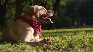 Portre mutlu köpek ağızlık altın labrador oyuncak genç güzel hayvan doğası sevimli köpek yavrusu güzel park dostu güneş ışığı çekici sarışın arkadaşlar