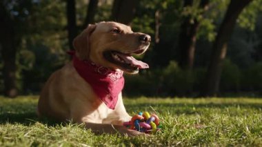 Mutlu köpek ağızlık altın labrador çimenlerde oturuyor. Etrafına bak. Güzel hayvan doğası.