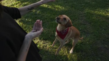 Üst kademeden yavaş çekim yapan kadın, altın labrador köpeğini parkta besliyor. Gün batımı. Genç, güzel, hayvan doğası, sevimli, evcil köpek yavrusu.