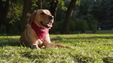 Ağır çekimde portre köpek ağızlık altın labrador çimenlerde oturuyor yan bakıyor genç sevimli hayvan doğası sevimli evcil köpek yavrusu güzel park dostu güneş ışığı çekici sarışın.