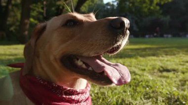 Köpek ağızlık altın labrador çimenlerin üzerinde oturuyor genç güzel hayvan doğası sevimli köpek yavrusu parkı dostluk güneşi günbatımı yakışıklı sarışın arkadaşlar yakın
