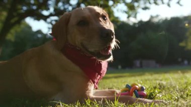 Parktaki köpek ağızlık altın labrador çimenlerde oturuyor. Etrafına bak. Hayvan doğası, sevimli köpek yavrusu.