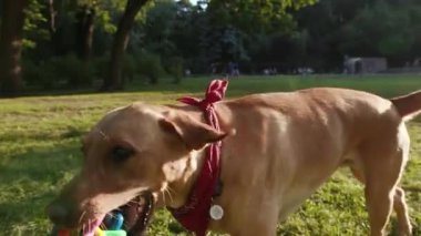 Çimlerin üzerinde duran altın renkli labrador köpeğinin portresi. Oyuncak, genç, güzel, hayvan doğası, sevimli, evcil köpek yavrusu, güzel, parkta, arkadaşça, günbatımı, çekici arkadaşlar.