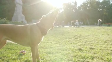 Ağır çekim köpek golden retriever doğada eğleniyor parkta çimenlerde sallanıyor genç hayvan doğası oynuyor sevimli evcil köpek yavrusu güzel günbatımı dostluk günbatımı çekici arkadaşlar
