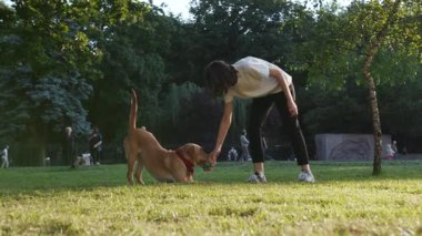 Genç kadın altın labrador köpeğiyle parkta oynaşıyor. Gün batımı. Genç, güzel, hayvan doğası.