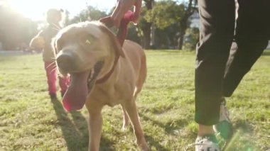 Ağızlığını kapat altın labrador köpeği. Parkta bir kadınla yürü. Gün batımı.