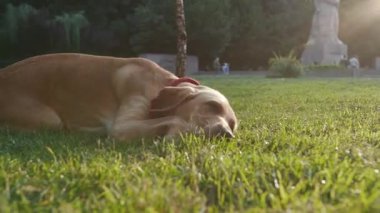 Yakında Golden Retriever doğada eğleniyor parkta çimenlerde sallanıyor güzel hayvan doğası oynuyor sevimli evcil köpek yavrusu güzel köpek günbatımı dostluk günbatımı yakışıklı arkadaşlar