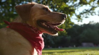 Portre köpeği ağızlık altın labrador çimlerin üzerinde oturuyor yan bakıyor genç sevimli hayvan doğası sevimli evcil köpek yavrusu güzel park dostu güneş ışığı çekici sarışın arkadaşlar