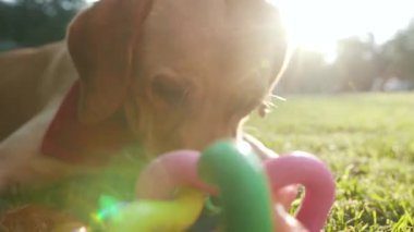 Güneş ışığı yakın altın labrador köpek ağızlığı çimenlerin üzerinde oturuyor genç oyuncaklarla oynuyor güzel hayvan yavrusu, sevimli evcil hayvan yavrusu, güzel parklar dostluk, günbatımı çekici arkadaşlar.
