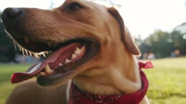 Altın labrador köpek ağızlığı çimenlerde oturuyor. Etrafına bak. Hayvani oyunlar oyna.