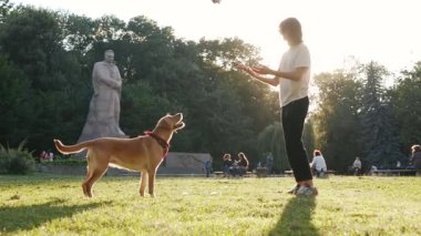 Çekici kadın altın labrador köpeğiyle parkta oynar günbatımı genç oyuncak hayvan doğası sevimli köpek yavrusu güzel arkadaşlık güneşi günbatımı sarışın arkadaşlar