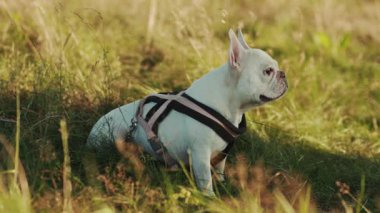 Yüksek yeşil çimlerin üzerinde oturan komik, sevimli Fransız bulldog. Evcil hayvan, hobi, yürüyüş. Pozitif duygular