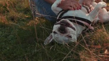 Güzel beyaz Fransız bulldog 'unun sahibinin çimenlerde kucaklaşmasını yakından izleyin. Sevimlilik, heyecan, hobi, evcil hayvan. Aile üyesi, yaz mevsimi, parlak güneş ışığı