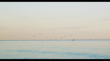 Deniz manzarası martılarla doludur gün batımını dolduran martılar doğayı balık hayvan martıları gökyüzünü okyanus kuşunu mavi yaban hayatı kanadı özgürlüğünü yavaş çekim sahili