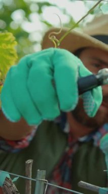 Çalışkan bir çiftçi üzüm bağında canlı üzümler giyer, hasır şapka takar, kırsal yaşamı sembolize eder.