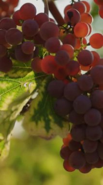 Sarmaşıkta sallanan canlı üzüm kümeleri zengin renklerini ve tazeliklerini sergiliyor.