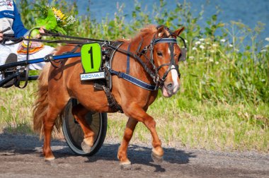 Puumala, Finlandiya - 30 Haziran 2023: Eşek koşum takımı yarışı. Yerel at severler topluluğunun rekabeti. Koşumlu bir midilli. İnsanların ve atların duyguları birbirine yakındır.
