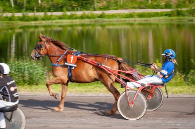 Puumala, Finlandiya - 30 Haziran 2023: Eşek koşum takımı yarışı. Yerel at severler topluluğunun rekabeti. Koşumlu bir midilli. İnsanların ve atların duyguları birbirine yakındır.
