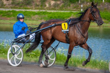 Puumala, Finlandiya - 30 Haziran 2023: Eşek koşum takımı yarışı. Yerel at severler topluluğunun rekabeti. Koşumlu bir midilli. İnsanların ve atların duyguları birbirine yakındır.