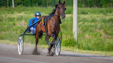 Puumala, Finlandiya - 30 Haziran 2023: Eşek koşum takımı yarışı. Yerel at severler topluluğunun rekabeti. Koşumlu bir midilli. İnsanların ve atların duyguları birbirine yakındır.