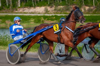 Puumala, Finlandiya - 30 Haziran 2023: Eşek koşum takımı yarışı. Yerel at severler topluluğunun rekabeti. Koşumlu bir midilli. İnsanların ve atların duyguları birbirine yakındır.