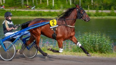 Puumala, Finlandiya - 30 Haziran 2023: Eşek koşum takımı yarışı. Yerel at severler topluluğunun rekabeti. Koşumlu bir midilli. İnsanların ve atların duyguları birbirine yakındır.