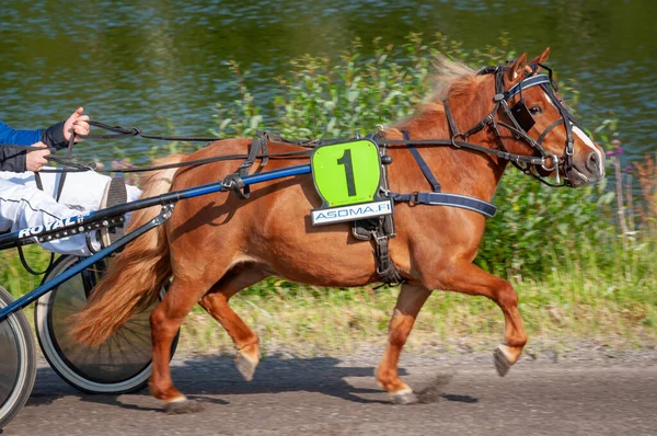 Puumala Finnland Juni 2023 Das Eselsgespann Rennen Wettbewerb Des Örtlichen — Stockfoto