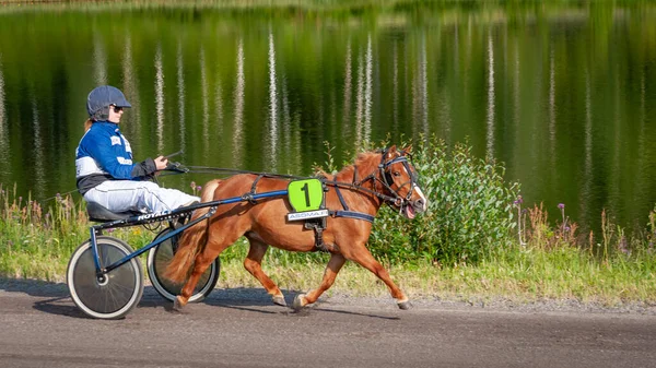 Puumala Finland June 2023 Donkey Harness Racing Competition Local Society — Stock Photo, Image