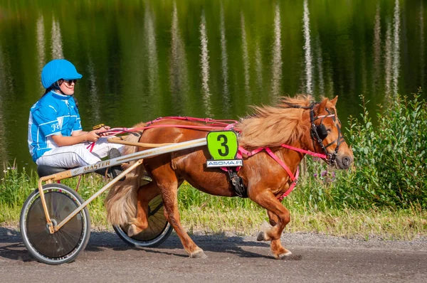 Puumala Finnland Juni 2023 Das Eselsgespann Rennen Wettbewerb Des Örtlichen — Stockfoto