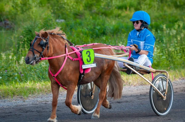Puumala Finland June 2023 Donkey Harness Racing Competition Local Society — Stock Photo, Image