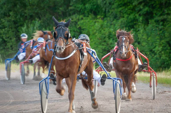 Puumala, Finlandiya - 30 Haziran 2023: Eşek koşum takımı yarışı. Yerel at severler topluluğunun rekabeti. Koşumlu bir midilli. İnsanların ve atların duyguları birbirine yakındır.