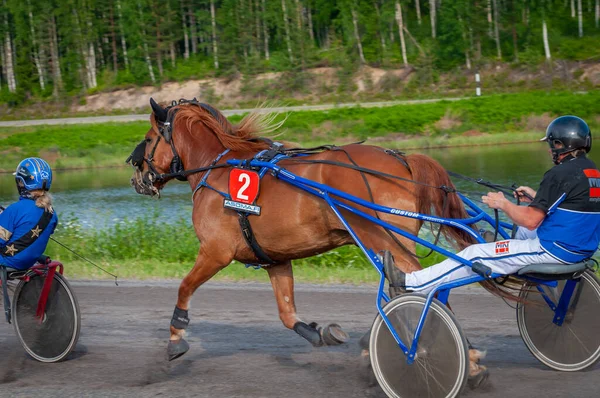 stock image Puumala, Finland - June 30, 2023: The donkey harness racing. Competition of the local society of horse lovers.In harness - a pony. Emotions of people and horses close up