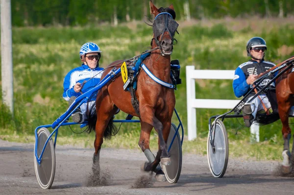 Puumala, Finlandiya - 30 Haziran 2023: Eşek koşum takımı yarışı. Yerel at severler topluluğunun rekabeti. Koşumlu bir midilli. İnsanların ve atların duyguları birbirine yakındır.