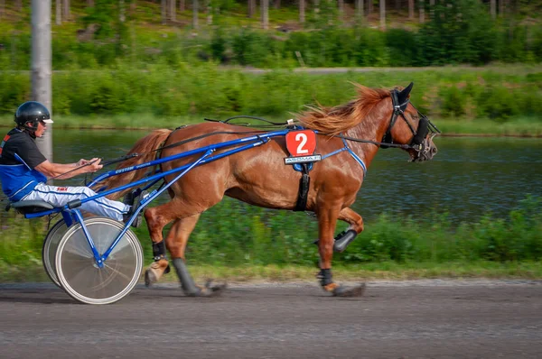 Puumala Finlândia Junho 2023 Donkey Harness Racing Competição Sociedade Local — Fotografia de Stock