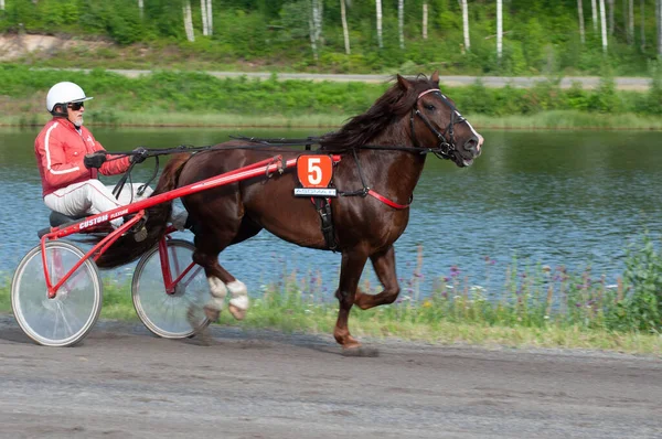 stock image Puumala, Finland - June 30, 2023: The donkey harness racing. Competition of the local society of horse lovers.In harness - a pony. Emotions of people and horses close up