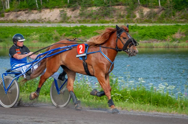 フィンランドのパウマラ 2023年6月30日 ロバート ハーネス レース 馬愛好家の地元社会の競争 ハーネス ポニー 人と馬の感情が閉じる ロイヤリティフリーのストック写真