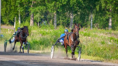 Puumala, Finlandiya - 30 Haziran 2023: Eşek koşum takımı yarışı. Yerel at severler topluluğunun rekabeti. Koşumlu bir midilli. İnsanların ve atların duyguları birbirine yakındır.