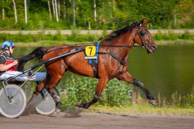 Puumala, Finlandiya - 30 Haziran 2023: Eşek koşum takımı yarışı. Yerel at severler topluluğunun rekabeti. Koşumlu bir midilli. İnsanların ve atların duyguları birbirine yakındır.