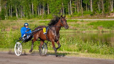 Puumala, Finlandiya - 30 Haziran 2023: Eşek koşum takımı yarışı. Yerel at severler topluluğunun rekabeti. Koşumlu bir midilli. İnsanların ve atların duyguları birbirine yakındır.