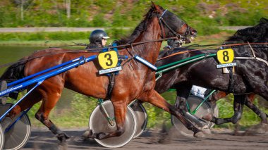 Puumala, Finlandiya - 30 Haziran 2023: Eşek koşum takımı yarışı. Yerel at severler topluluğunun rekabeti. Koşumlu bir midilli. İnsanların ve atların duyguları birbirine yakındır.
