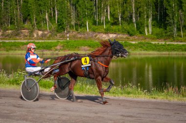 Puumala, Finlandiya - 30 Haziran 2023: Eşek koşum takımı yarışı. Yerel at severler topluluğunun rekabeti. Koşumlu bir midilli. İnsanların ve atların duyguları birbirine yakındır.