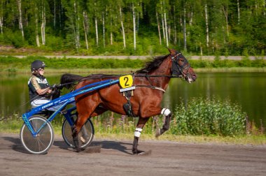 Puumala, Finlandiya - 30 Haziran 2023: Eşek koşum takımı yarışı. Yerel at severler topluluğunun rekabeti. Koşumlu bir midilli. İnsanların ve atların duyguları birbirine yakındır.
