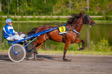 Puumala, Finlandiya - 30 Haziran 2023: Eşek koşum takımı yarışı. Yerel at severler topluluğunun rekabeti. Koşumlu bir midilli. İnsanların ve atların duyguları birbirine yakındır.